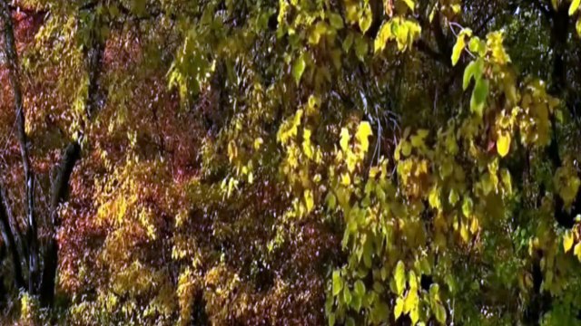 Sonbaharda Sevdim Seni **seslendiren klip tasarım** Aynur AVCI.