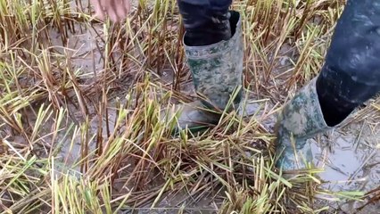 Bắt cá phóng sanh mùa khô cạn hth vlogs