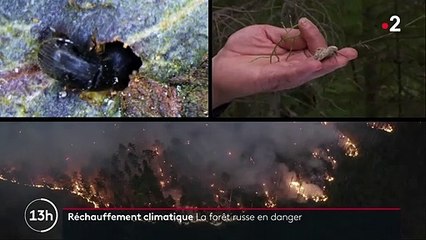Russie : les forêts menacées par le changement climatique