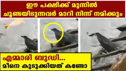 clever bird fishing, viral video