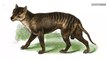 Tasmanian Tigers Were Smaller and Less Fierce Than Scientists Thought