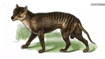 Tasmanian Tigers Were Smaller and Less Fierce Than Scientists Thought