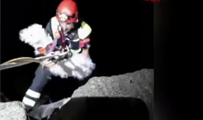 San Marino - Salvato cane caduto in un dirupo (22.08.20)