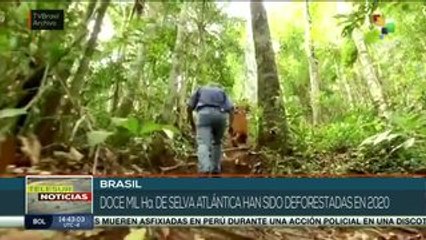 Destruyen 12 mil hectáreas de la selva brasileña atlántica