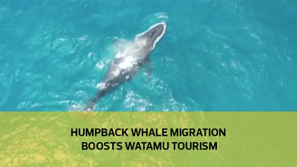 Humpback whale migration boosts Watamu tourism