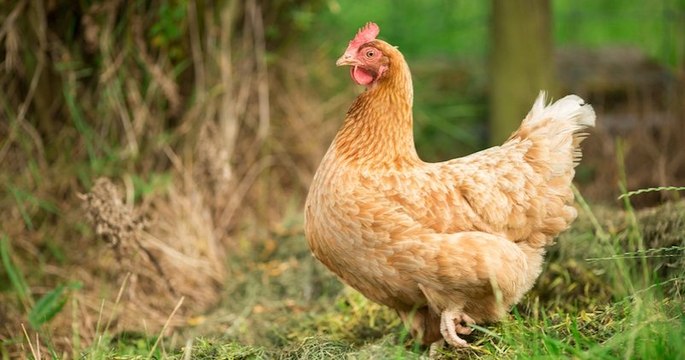 Que diriez-vous d'adopter une poule pour réduire vos déchets ?
