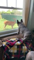 French Bulldog Doesn't Approve of Doe Being in Yard