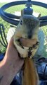 Squirrel Relaxes in Tractor while Munching a Walnut