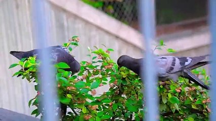 Aimé Nkanu - Habakuk Clip Officiel