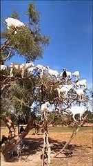 Au Maroc, les chèvres vivent dans les arbres