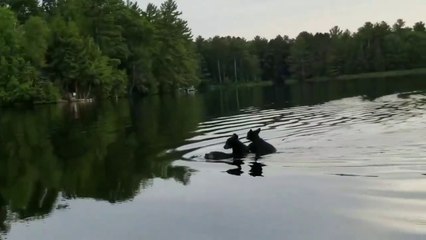 Cette maman ours transporte ses petits sur son dos... Adorable