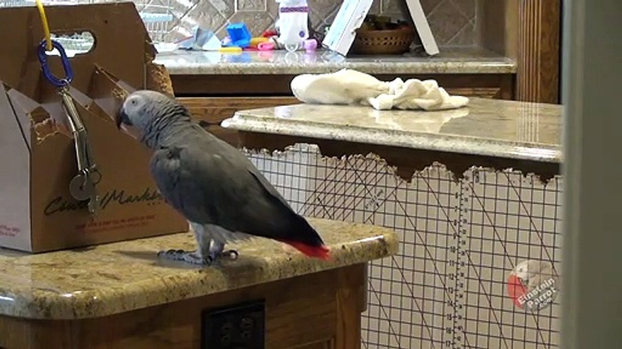 Parrot talks exactly like Matthew McConaughey