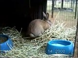 Dec 2000 Rabbit Cages