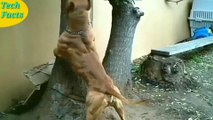 दुनिया के 10 सबसे खूंखार कुत्ते. Most dangerous dogs in the world.
