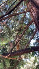 Antonio the Wild Squirrel Cools off on a Wet Branch