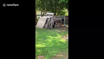 Playful rooster joyfully chases after Aussie in Michigan