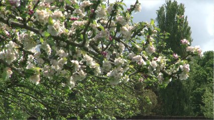 The 194-Year-Old Matriarch Of The Northwest Ppple Industry Has Ded