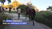 Incendie près d'Istres: un centre équestre met ses chevaux à l'abri