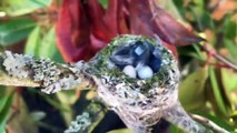 15 Most Incredible Animal Nests