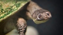 Kura-kura Endemik Indonesia Punah Karena Habitatnya Habis