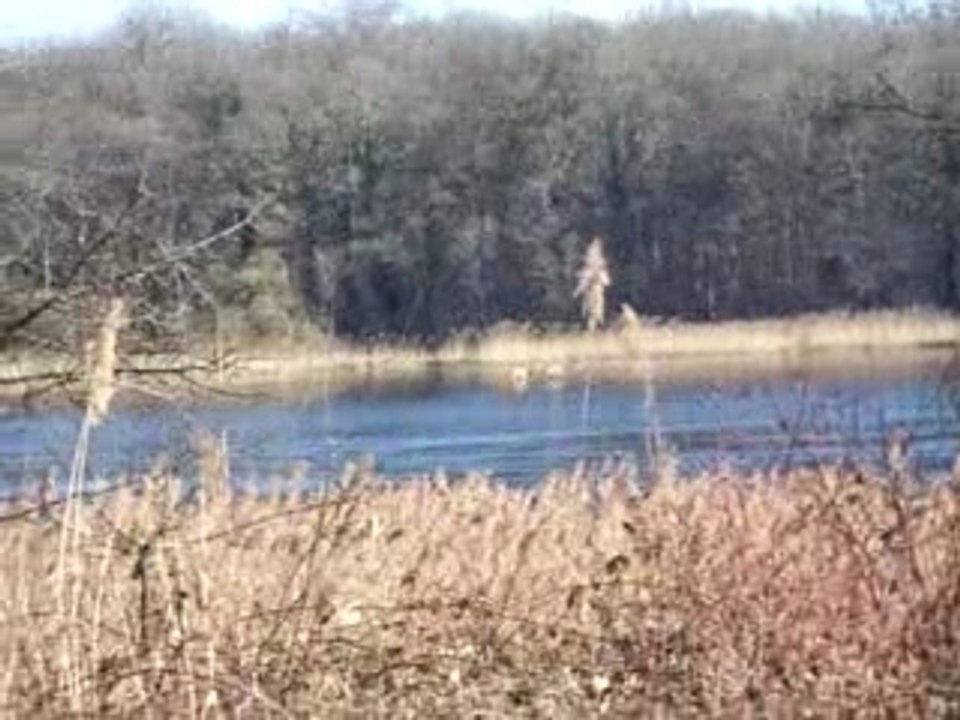 Envol de cygnes au dessus d'un étang