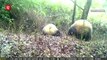Wild giant pandas spotted for the first time in southwest China city