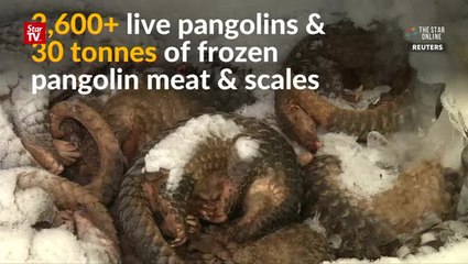 Vietnam struggles with illegal pangolin trade