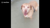 Brave dog survives torrential weather during Tropical Storm Laura in Florida
