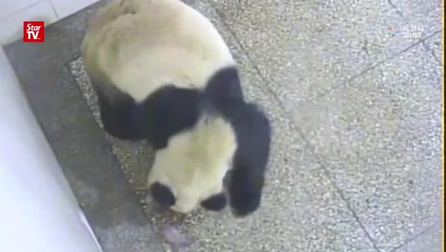 Bumper crop of giant panda cubs at research base