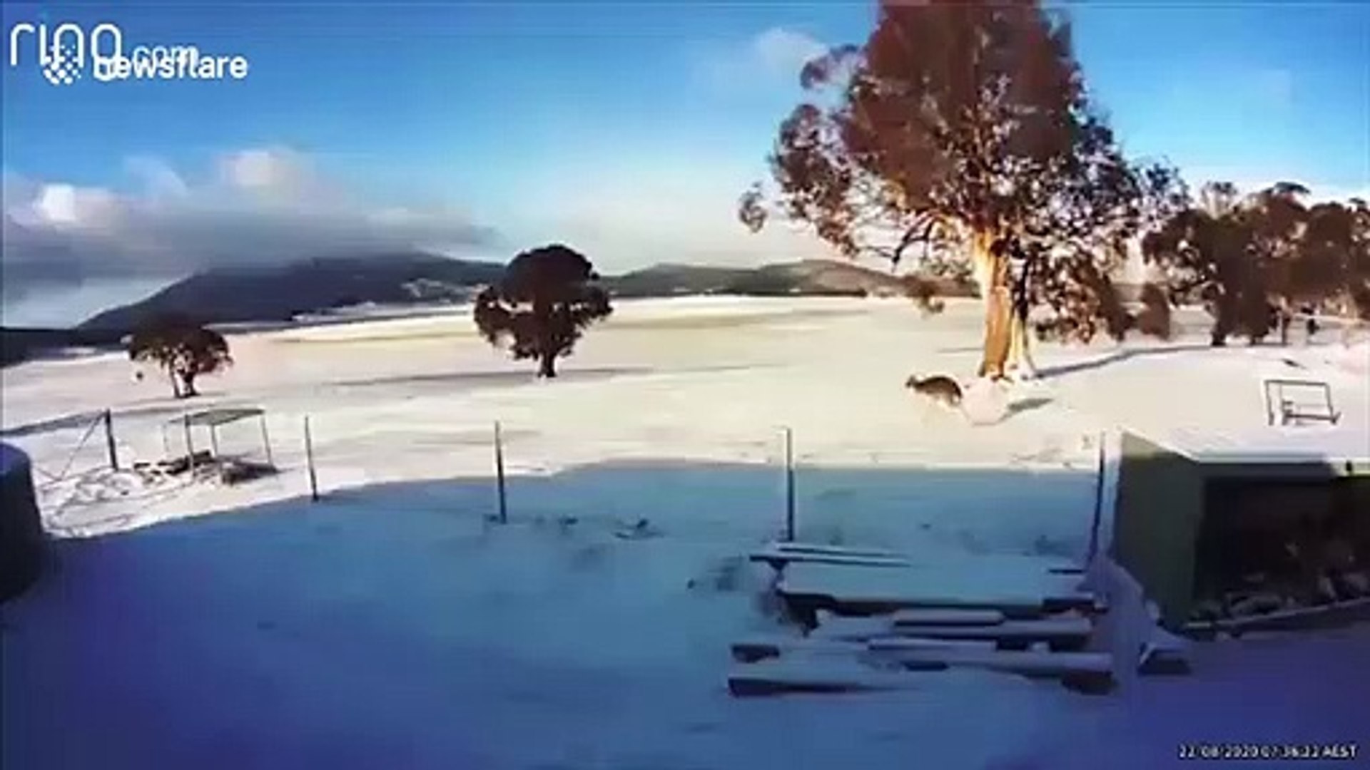 ⁣Pack of kangaroos skip through snow in New South Wales