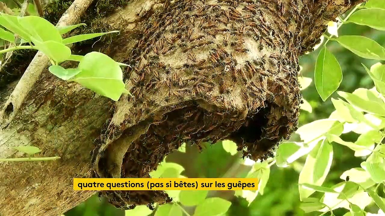 "C'est une année à guêpes, mais il n'y a rien d'excessif" : ce qu'il faut savoir avant de piquer une crise contre ces hyménoptères