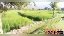Bajaur river view /Genius khan vlogs