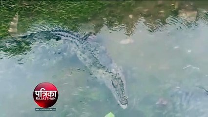 माही नहर में दिखा 6 फीट लम्बा मगरमच्छ