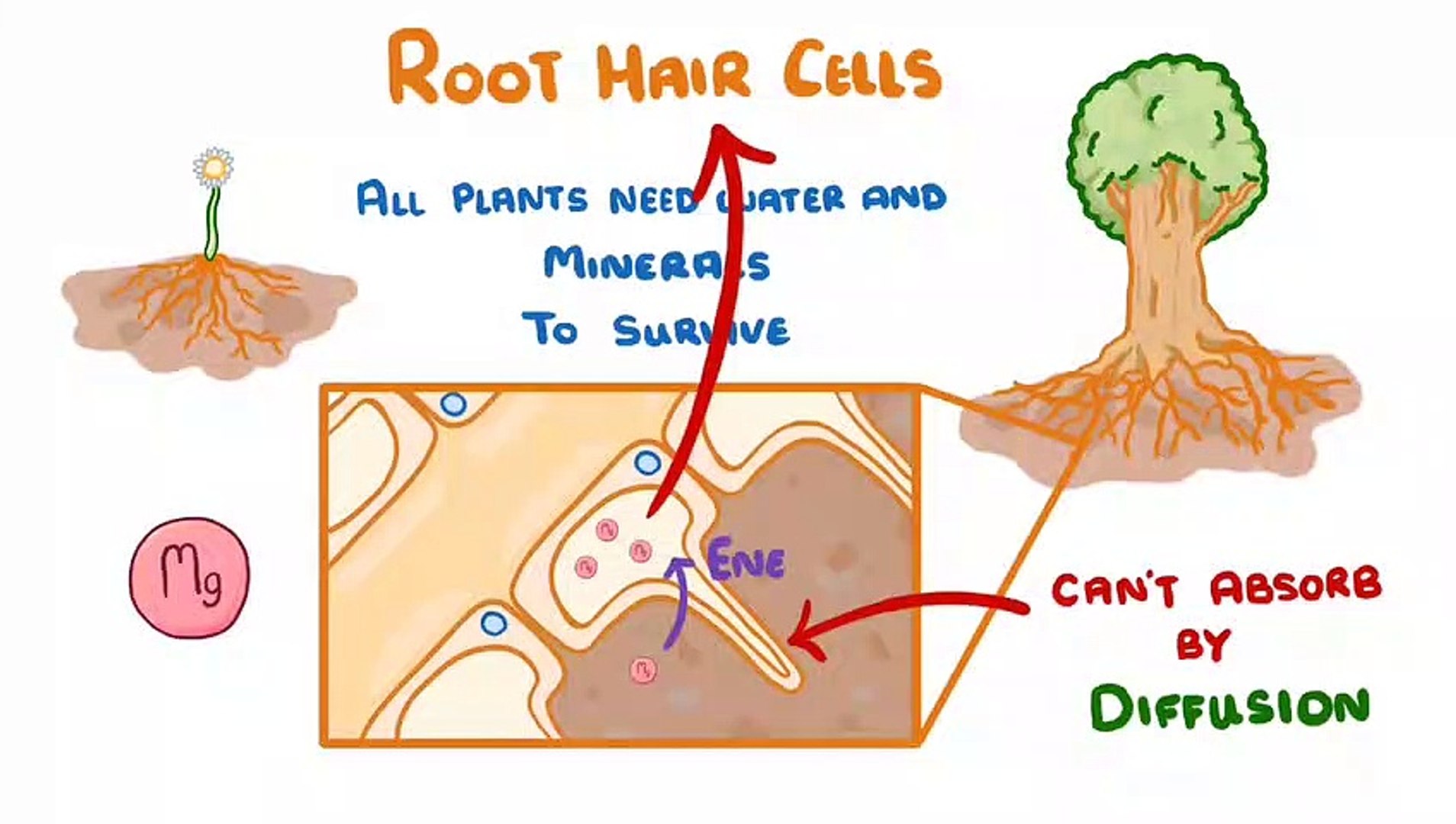 Biology - Active Transport