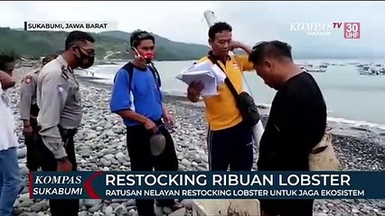 Ratusan Nelayan Restocking Lobster