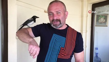 Sahiplendiği saksağan ile dost oldular