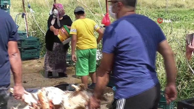 Muhtar, tarlasını halka açtı hem üretiyor hem kazanıyor