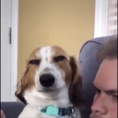 Çok güzel gülen tatlı köpek :))