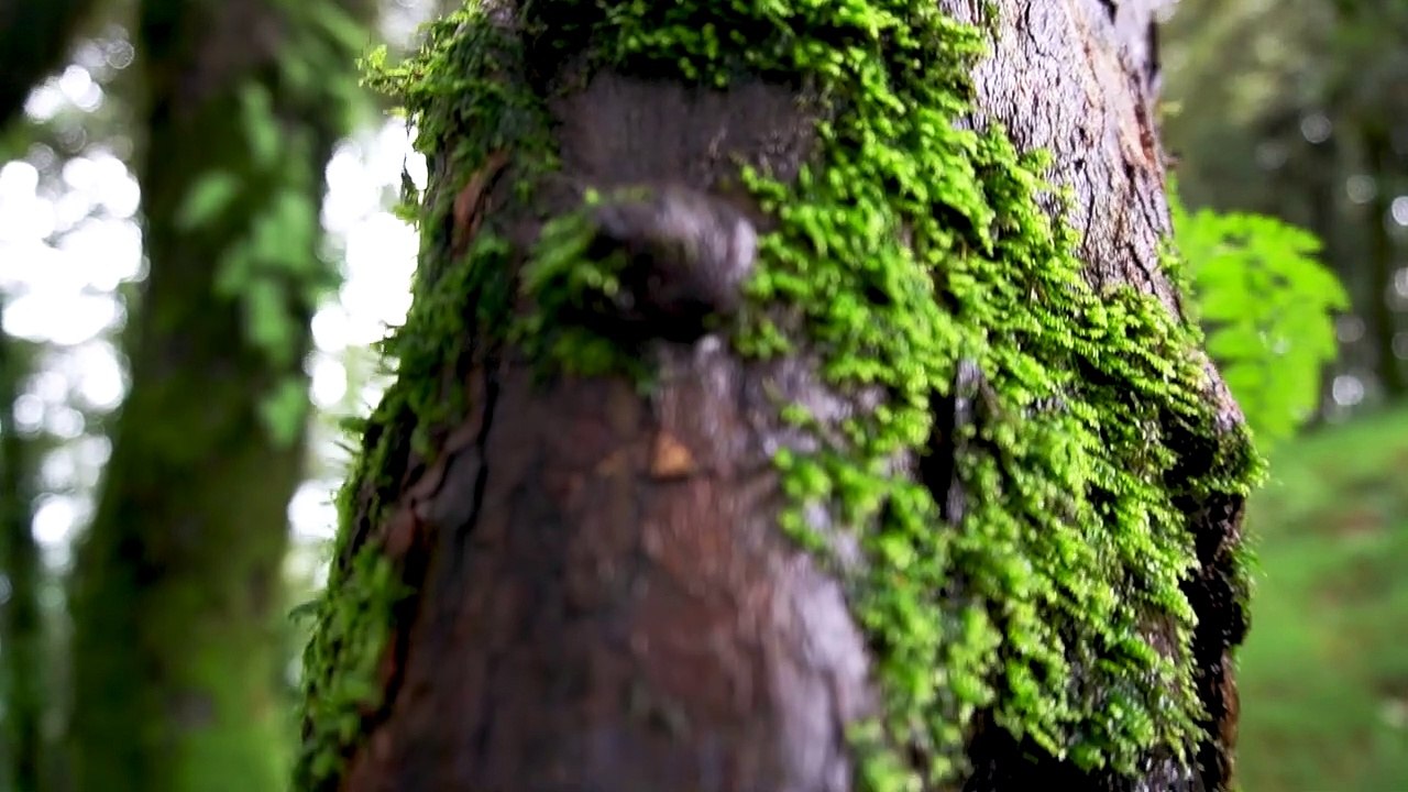 Thatharana Trek | Dharamshala | Himachal Pradesh