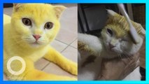 Kucing berubah warna mirip Pikachu karena scrub kunyit majikannya - TomoNews