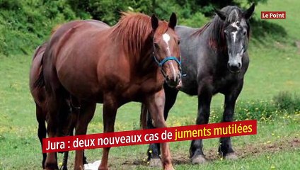 Jura : deux nouveaux cas de juments mutilées