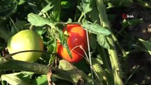 “Burada olmaz” denilen tarlada 20 ton domates üretti