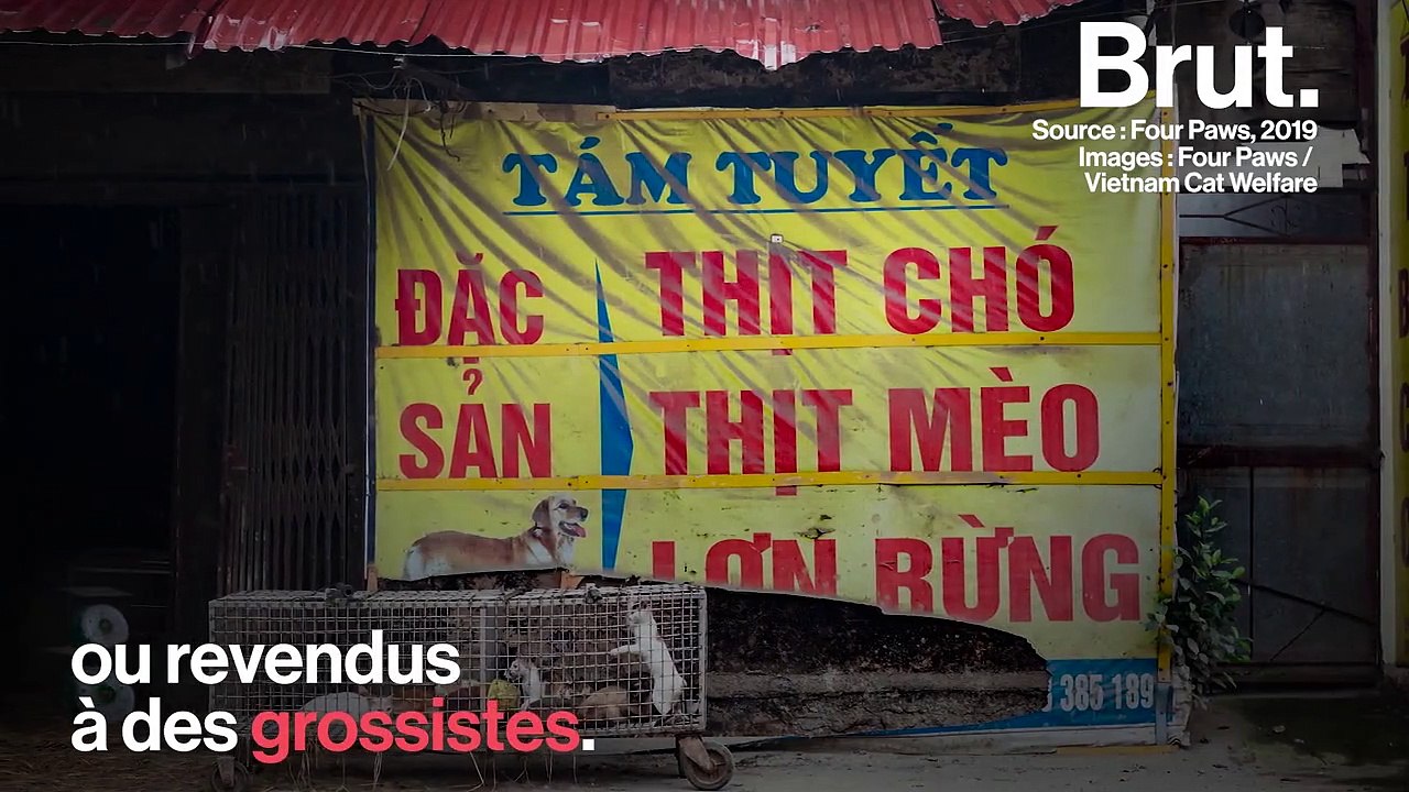 Au Vietnam, un million de chats abattus et mangés chaque année