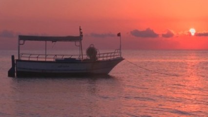 La tortuga cabezona o boba resiste en el Mediterráneo pese a las amenazas