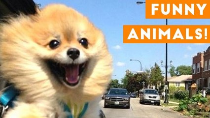 Funniest Pets of the Week Compilation December 2017 _ Funny Pet Videos