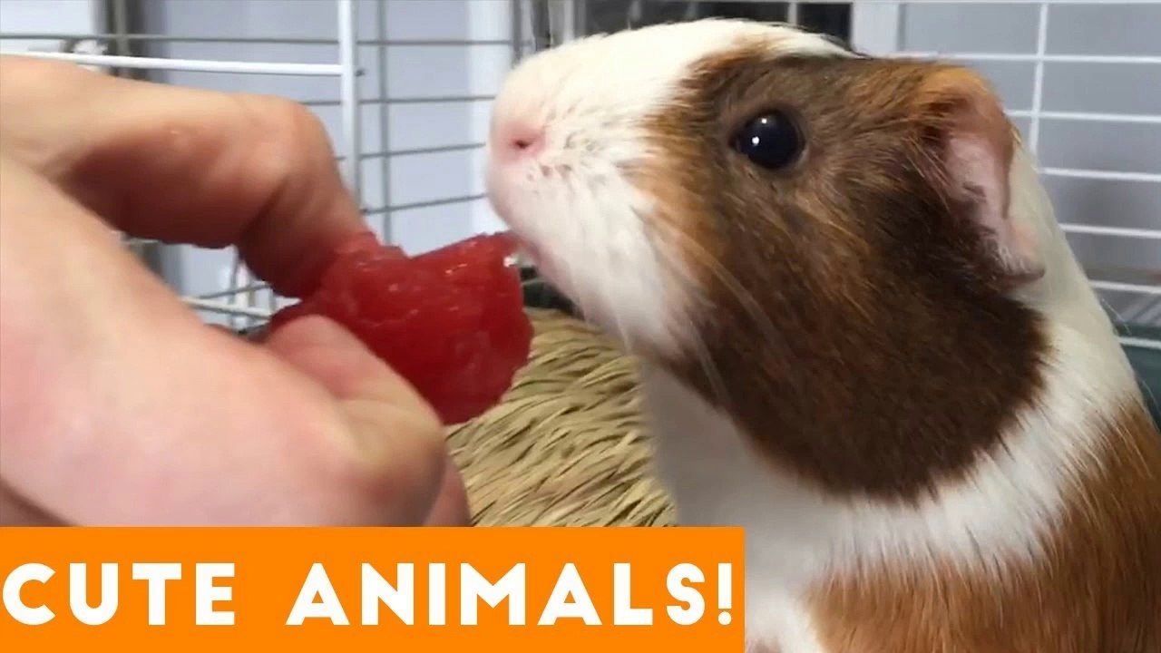 Cutest Pets of the Week Compilation December 2017 _ Funny Pet Videos