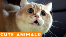 Ultimate Cute Animal Compilation January 2018 _ Funny Pet Videos