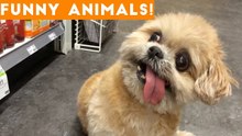 Funniest Pets of the Week Compilation January 2018 _ Funny Pet Videos