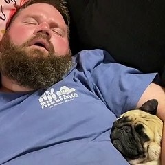 Snoring Competition Between Man and Pug