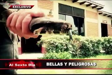 Bellas y peligrosas: el fascinante y misterioso mundo de las serpientes